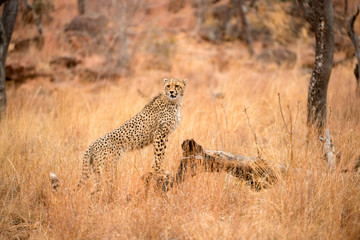 A close up photograph of a young, cheetah, standing on a dead tree stump, taken in the Welgevonden Game Reserve in South Africa.