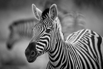 Fototapeta na wymiar A black and white photograph of a herd of Zebra grazing in the early morning in Etosha, Namibia.
