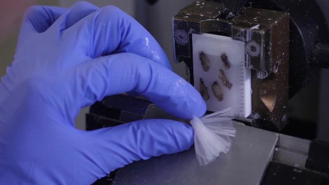 scientist cutting paraffin wax sample in laboratory