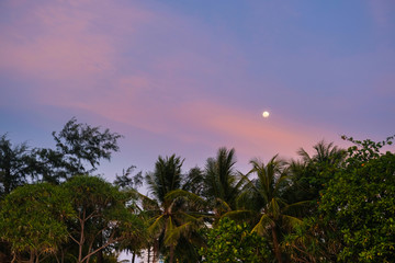Fototapeta na wymiar Silhouette of palm trees at purple sunset.