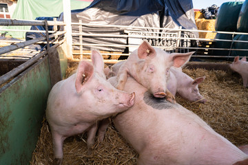 Biolandwirtschaft - muntere Schweine im Aussenbereich ihres Stalles.