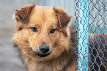 Light brown dog near fence on blurred background closeup_