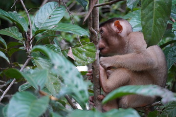 Baby Monkey portraits