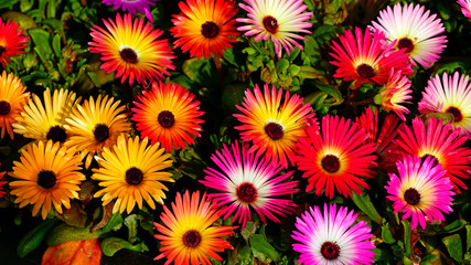 a beautifully blossomed Livingstone daisy  in March
