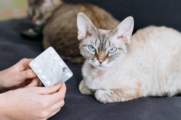 devon rex cat having his medication in pills for asthma problems