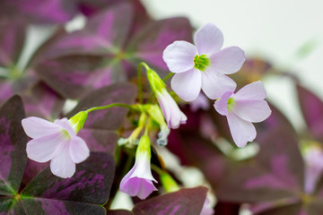 Fototapeta na wymiar Light pink delicate oxalis flowers are triangular among purple leaves_