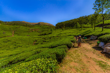Naklejka premium Southern India tea plantation harvest indian tea