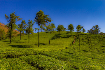 Fototapeta na wymiar Southern India tea plantation harvest indian tea
