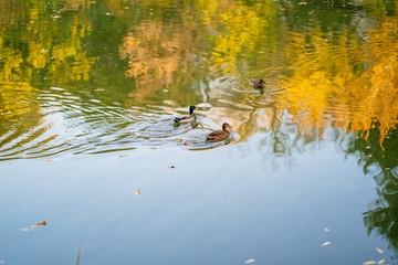 a couple holding hands. the period of pregnancy.