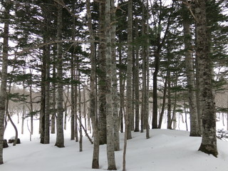 雪の中のトドマツ林（冬の知床五湖エコツアー参加中に撮影したもの）