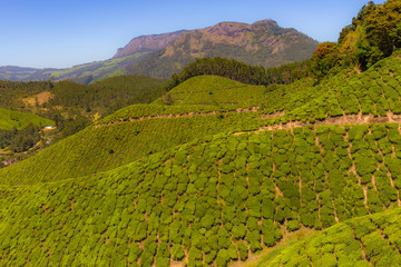 Southern India tea plantation harvest indian tea