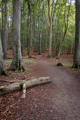 Wanderweg durch den Buchenwald im Nationalpark Jasmund auf der Insel Rügen an der Ostsee