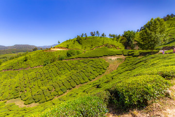 Southern India tea plantation harvest indian tea