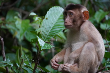Baby Monkey portraits