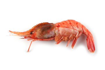 Big shrimp isolated on white