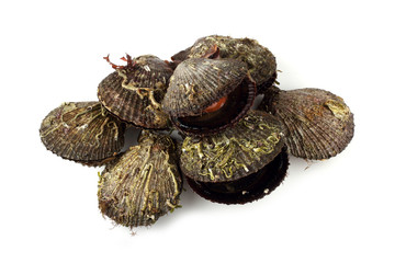 Fresh scallops isolated on white