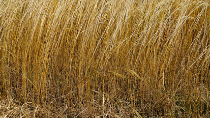 an silver grass along the Nakdong River near Busan