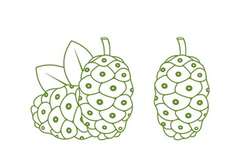 Noni fruit outline. Isolated noni fruit on white background