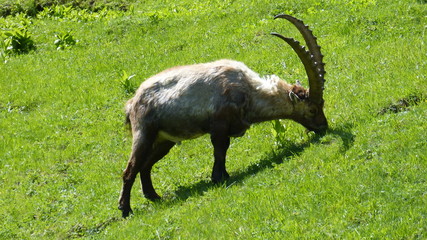 stambecco