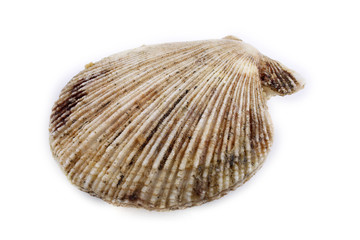 Scallop © Alex Coan