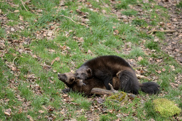 couple of wolverine mating