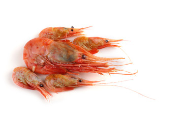 Big and little shrimps