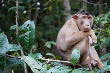 Monkey portraits