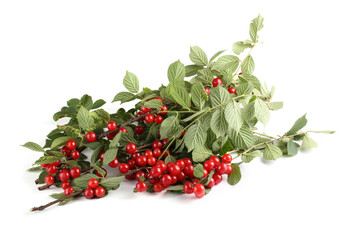 Nanking cherry on branch