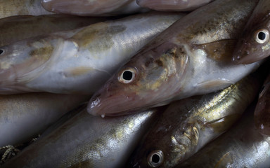 Saffron cods background