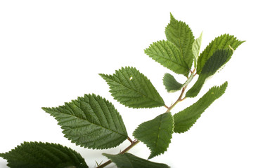 Nanking cherry branch