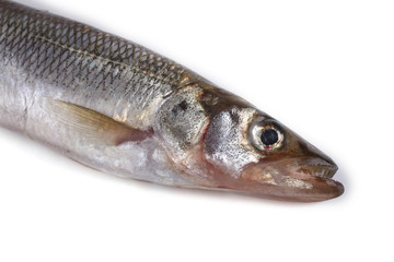 Smelt fish isolated on white. (Big Pacific smelt - Osmerus mordax)