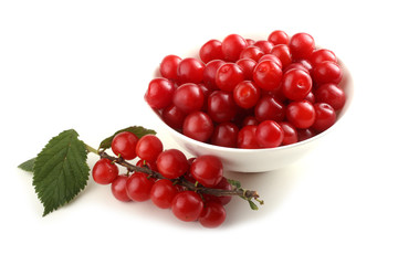 Nanking cherry and branch