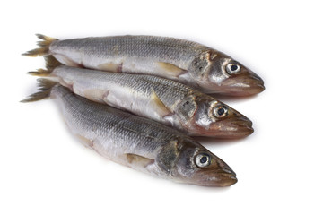 Smelt fish isolated on white. (Big Pacific smelt - Osmerus mordax)