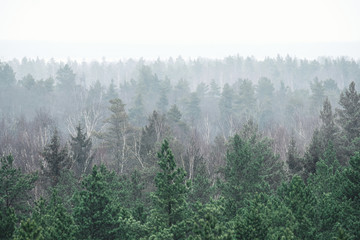Panoramic Forest in the morning mist with far horizon with fog. Spruce, birch tops in fog in autumn - 330286971