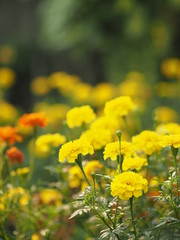 Obraz premium African marigold, American, Aztec, Big marigold Scientific name Tagetes erecta yellow flower blooming in garden