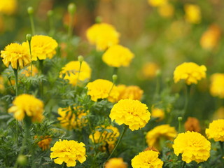 African marigold, American, Aztec, Big marigold Scientific name Tagetes erecta yellow flower blooming in garden