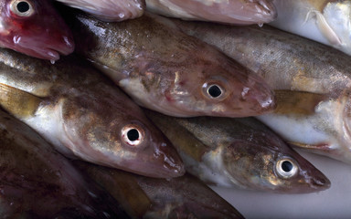 Saffron cods background