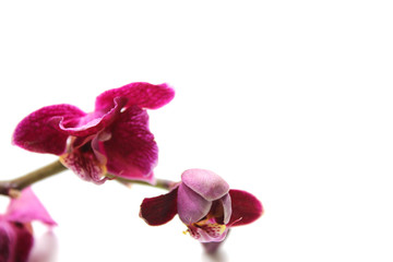 Pink orchid isolated on a white background. Spa