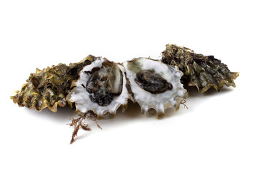 Oysters isolated on white