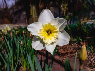 Obraz premium A white daffodil flower (lat.Narcissus) with a yellow crown grows in a spring garden on a sunny day on a blurred background.