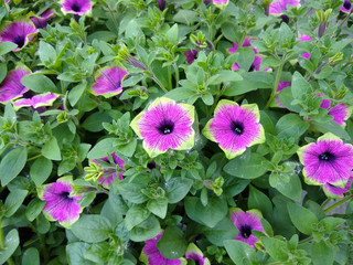 Petunia 'Designer Buzz Purple'