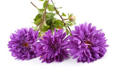 Violet asters isolated on white