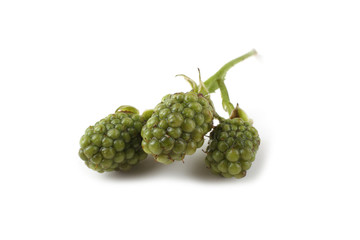 Fototapeta premium Unripe blackberries cluster