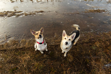 Dogs in autumnal field looking at camera