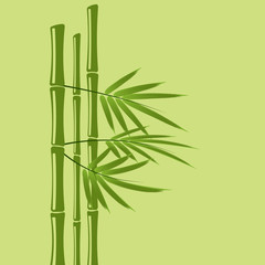 Fototapeta na wymiar bamboo background