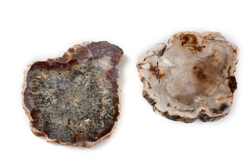 Ancient wood fossils