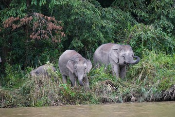 Borneo pygmy elephant family - Zwergelefant mit Baby