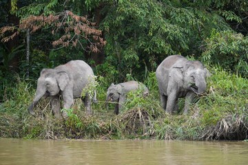 Borneo pygmy elephant family - Zwergelefant mit Baby © Chris