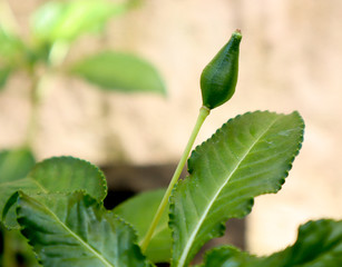 green leaf with drops of water