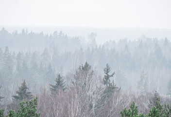 Panoramic Forest in the morning mist with far horizon with fog. Spruce, birch tops in fog in autumn - 330288737